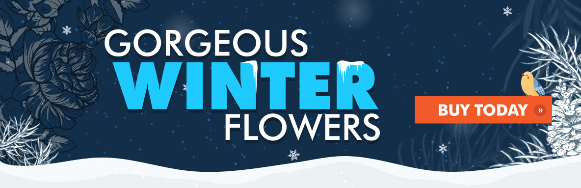 Winter Flowers